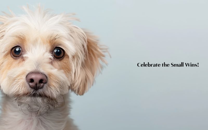 Celebrate the Small Wins Dog